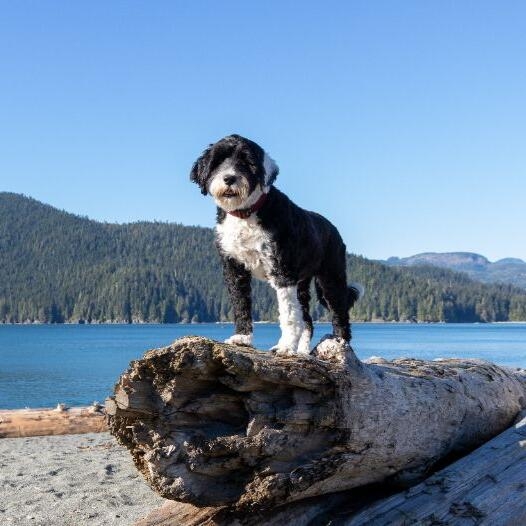 Portuguese Water Dog